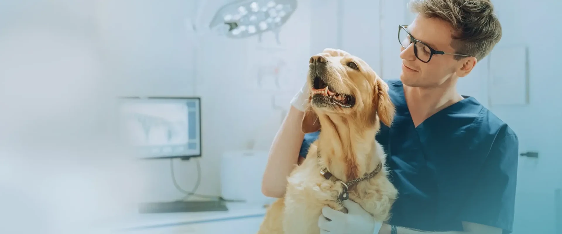 Un vétérinaire examine un golden retriever dans une clinique vétérinaire