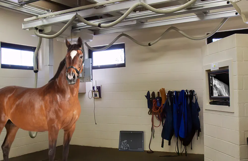 A horse in a equine clinic nect to a ceiling mounted flat panel detector