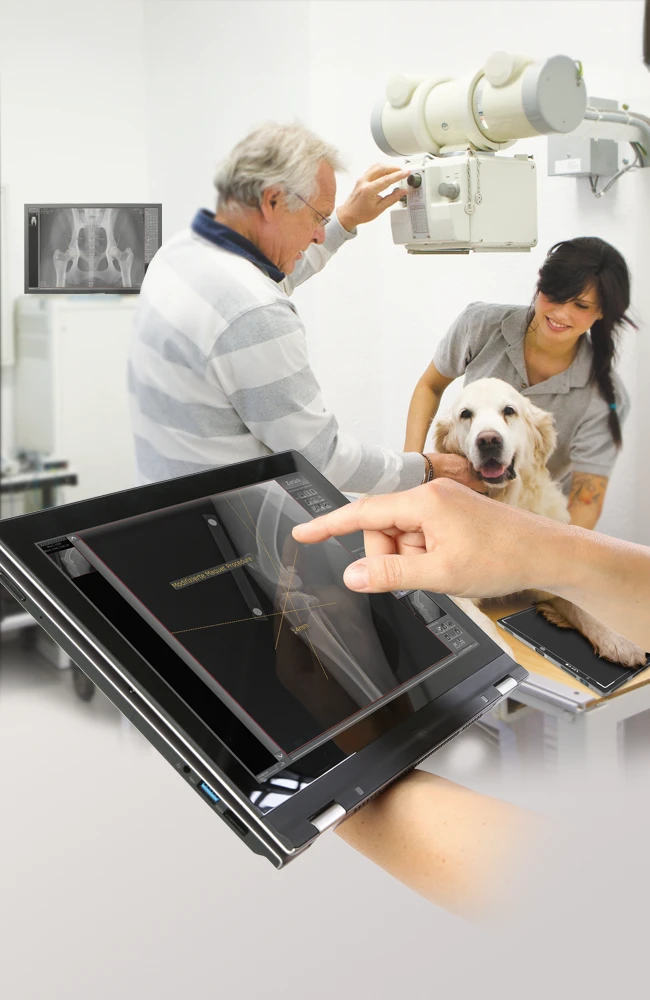 A tablet with a X-ray software and a veterinary examing a golden retriever