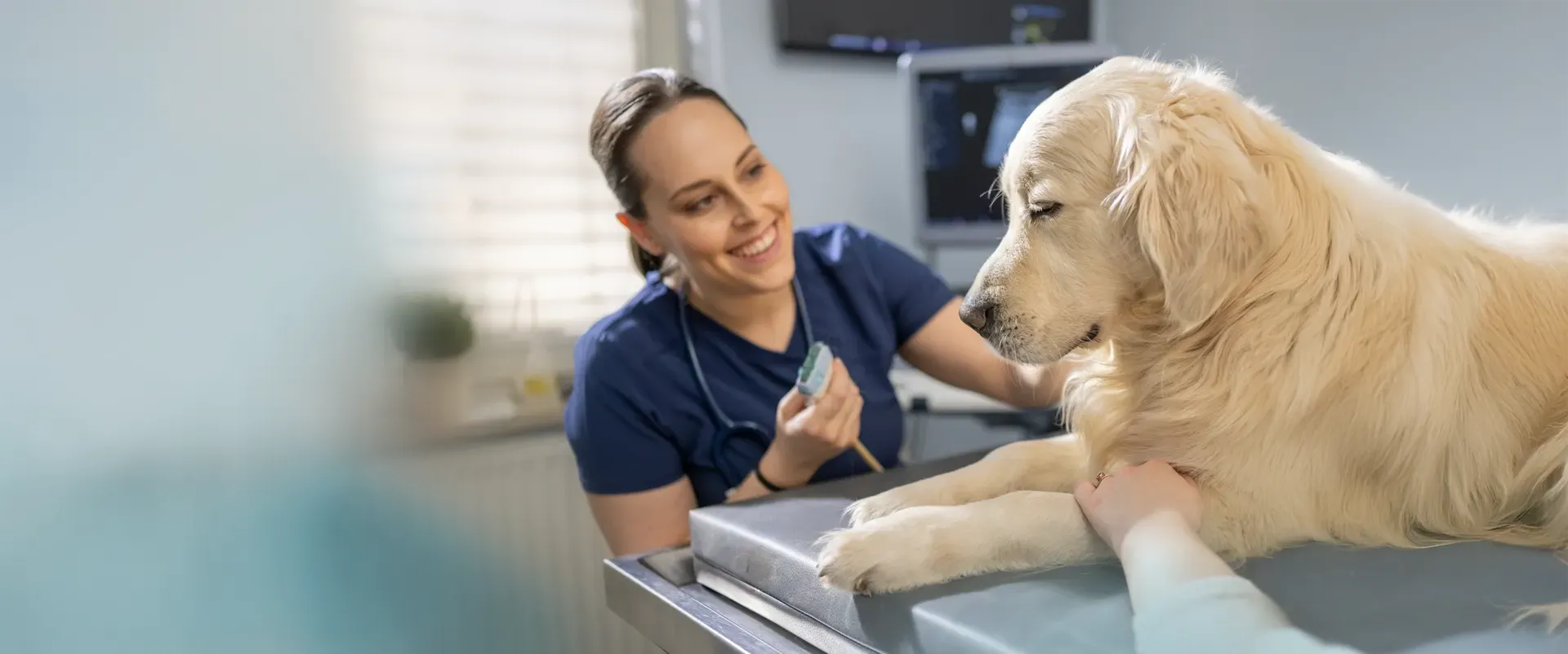 Dog with veterinarian using ORsono Professional V70 mobile ultrasound tranducer