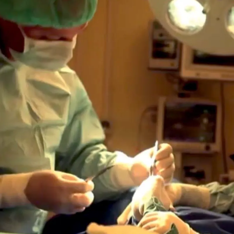 Caressa Dierenziekenhuis - veterinarian