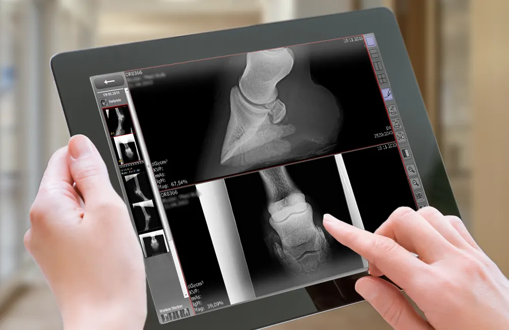 Tablet displaying horse hoof X-ray images in dicomPACS vet software