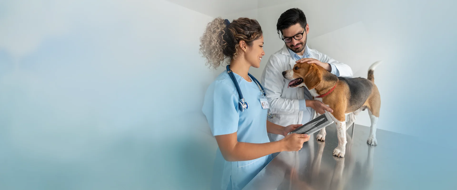 Veterinary team reviewing dog X-ray on tablet with dicomPACS®DX-R while examining patient