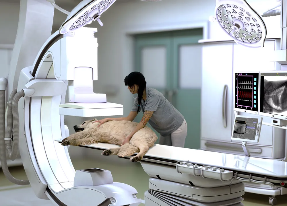 Veterinary radiography setup with C-arm X-ray machine and dog positioning