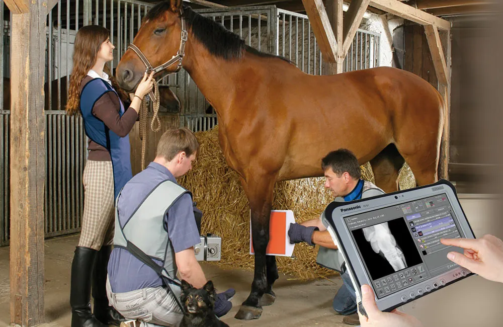 Veterinary team performing X-ray on horse in stable