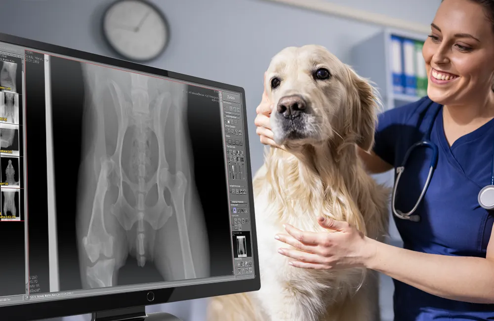 dicomPACS®DX-R software displaying hip X-ray with dog and vet in background