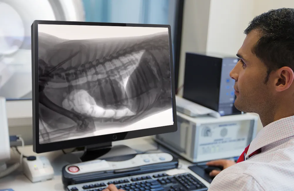 Veterinarian reviewing diagnostic image with CT scanner in background