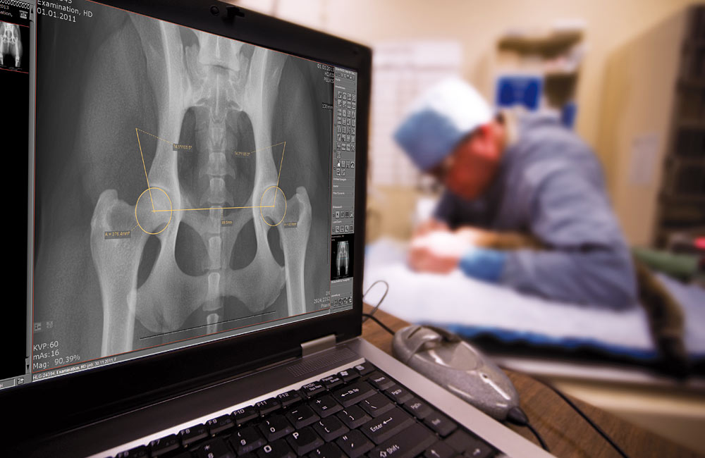 Veterinary X-ray on laptop with surgical procedure in background