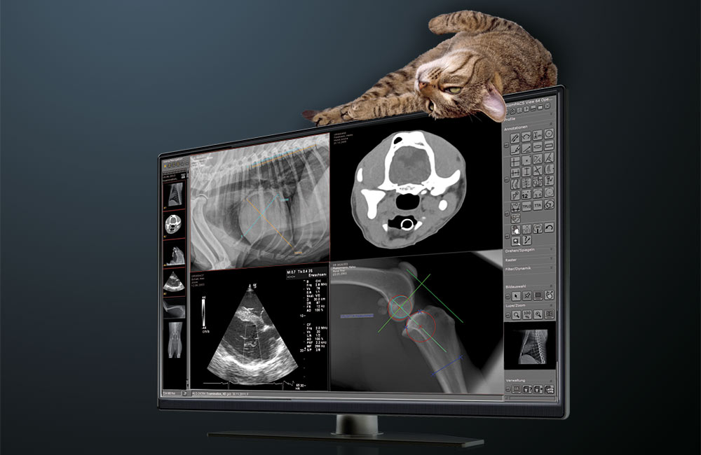 dicomPACS vet software on screen with cat lying on monitor