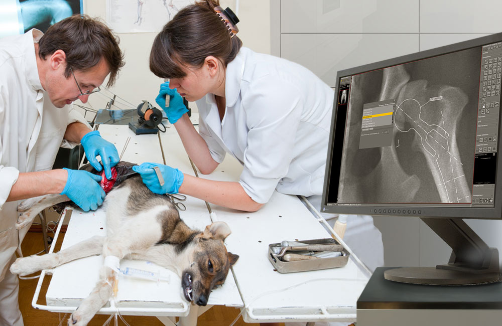 Dog surgery in clinic with veterinary software displayed on adjacent monitor