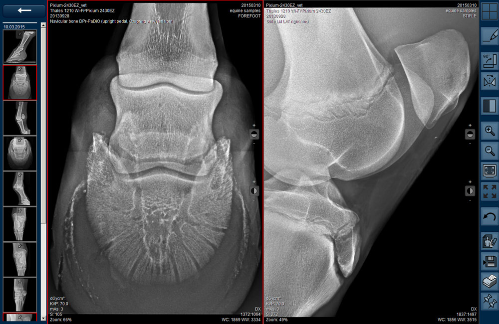 Equine fetlock joint X-ray for veterinary diagnostics