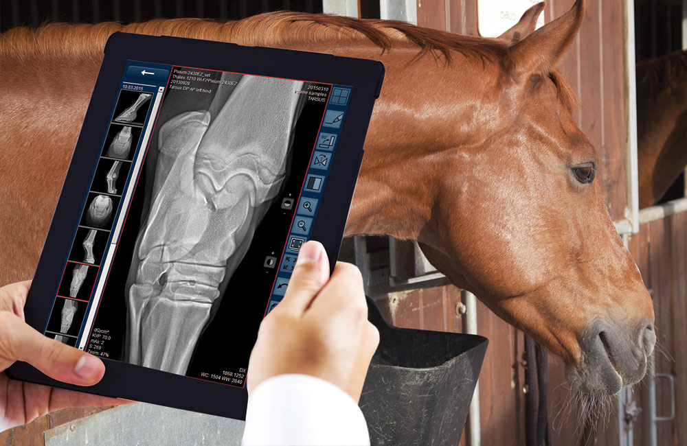 Tablet displaying horse X-ray in ORCA Cloud with horse in stable behind