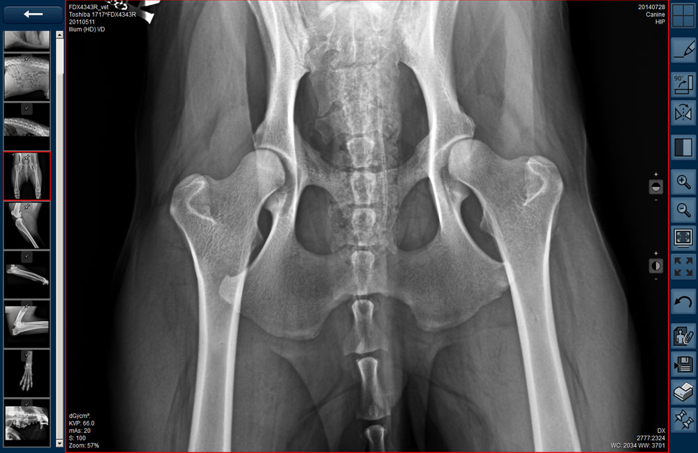 Veterinary digital radiograph of dog within ORCA Cloud system