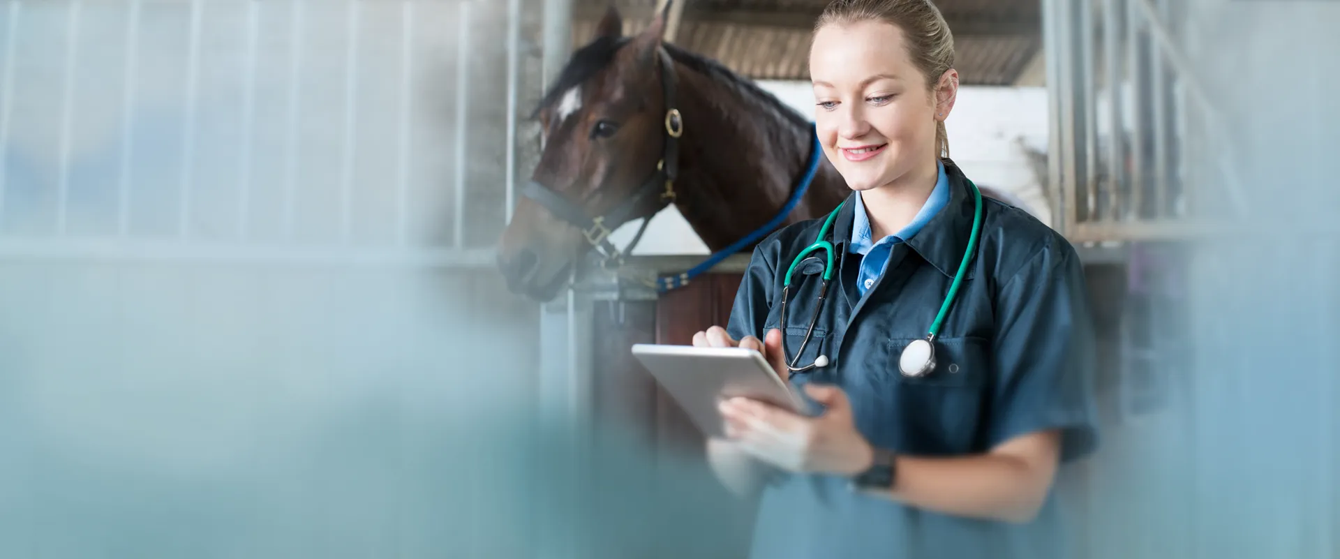 Vet reviewing equine patient data on tablet in stable with ORCA Cloud