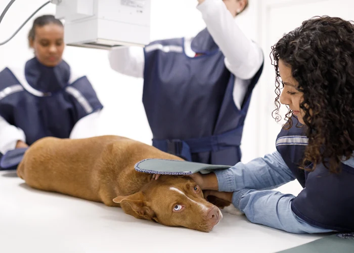 Veterinary team performing X-ray on dog with a OR 4Vet system